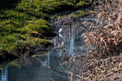 カワセミがいたのに
