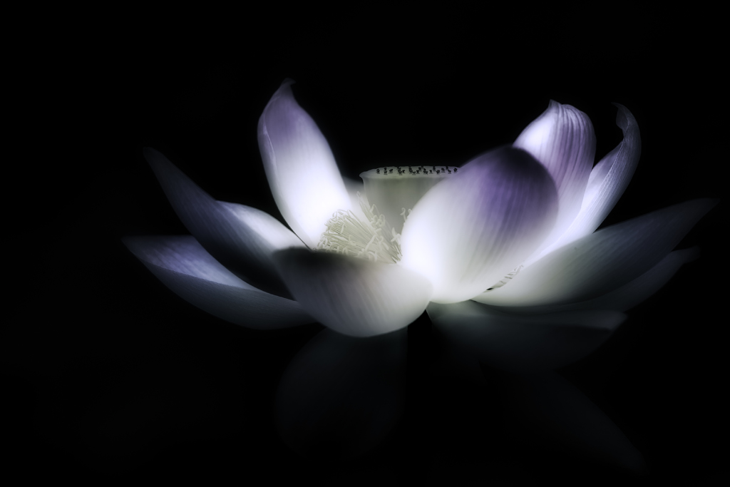 照明・・