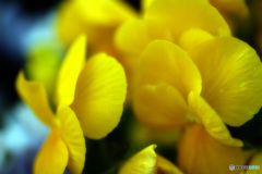 'yellow'