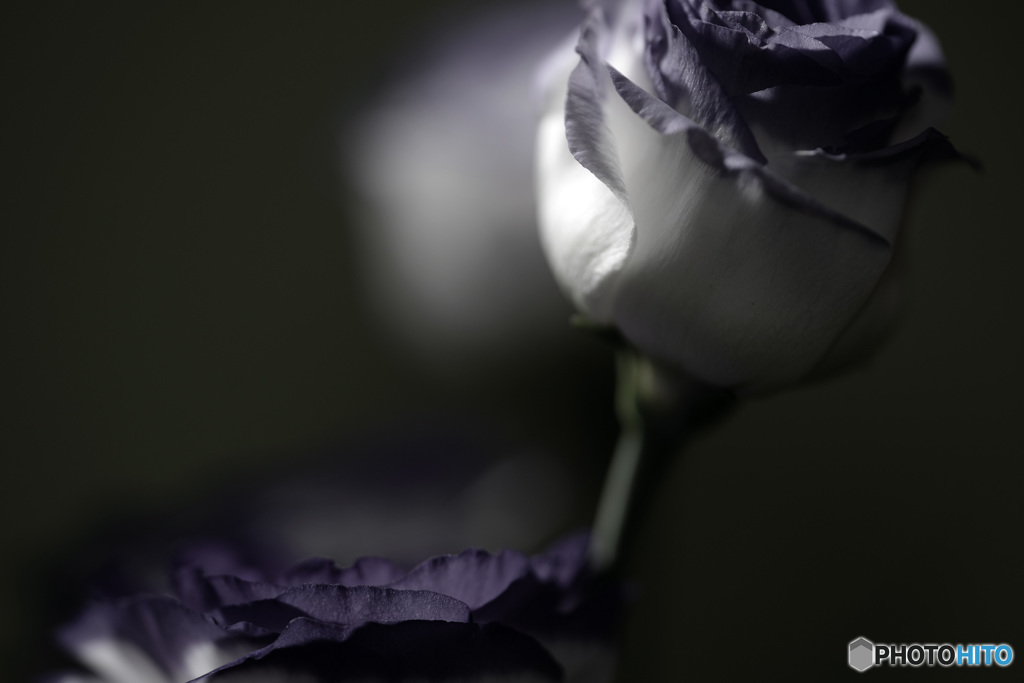 dark flowers
