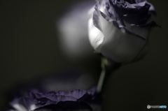 dark flowers