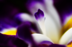 菖蒲Ⅰ