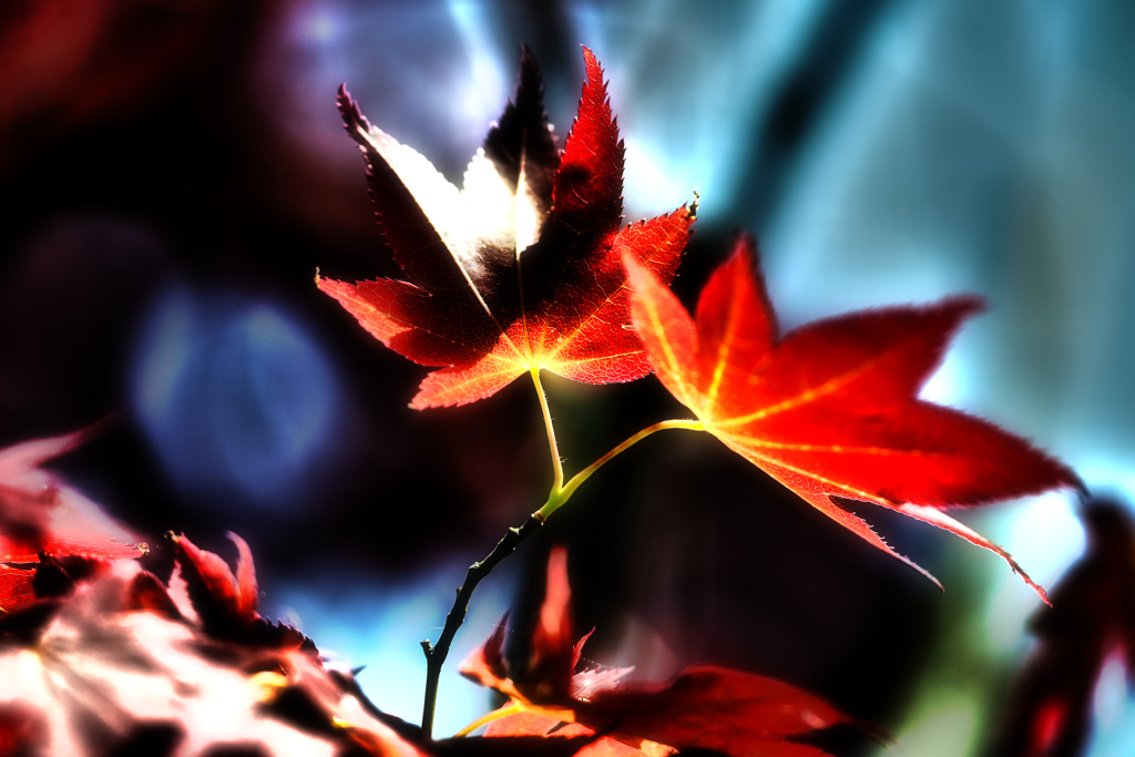  Red  Leaf