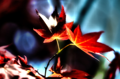  Red  Leaf