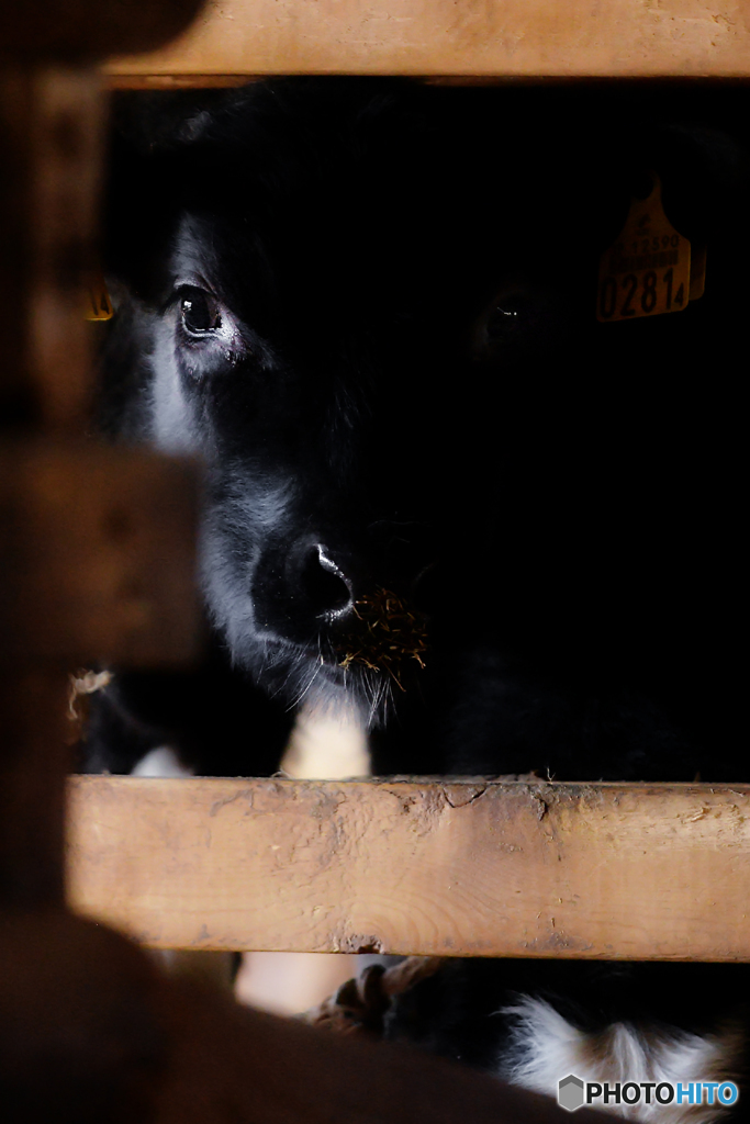 cowshed 