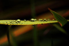 雨粒
