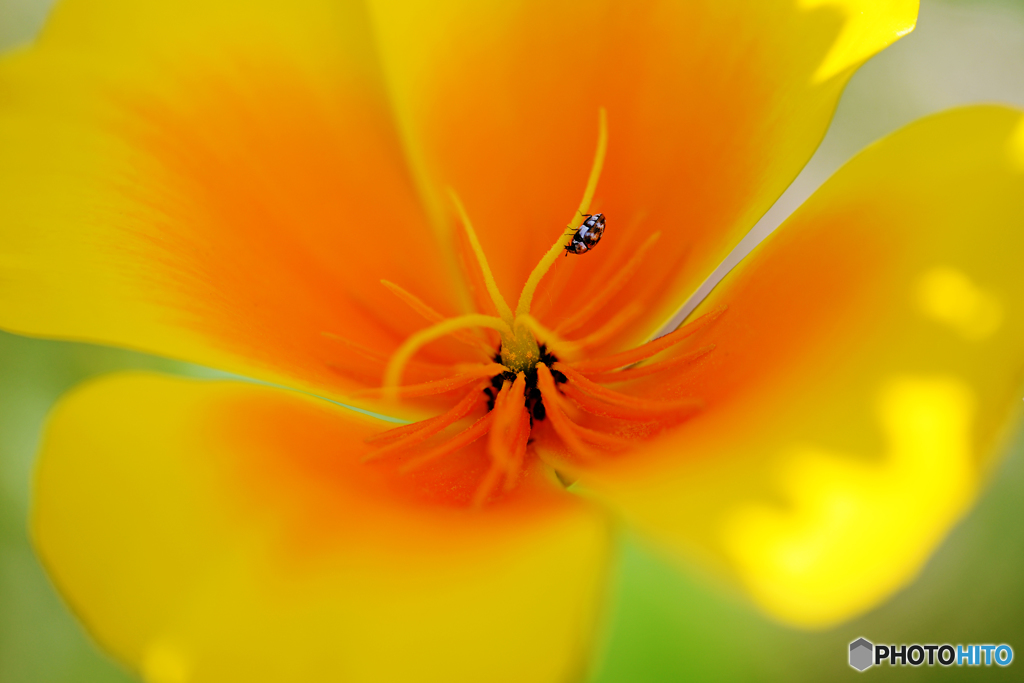 soft yellow
