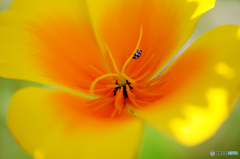 soft yellow