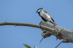 シジュウカラ..