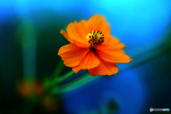 Golden cosmos