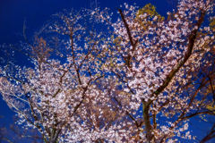 夜桜