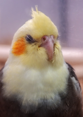 インコ