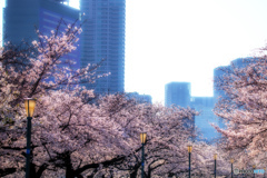 桜は満開