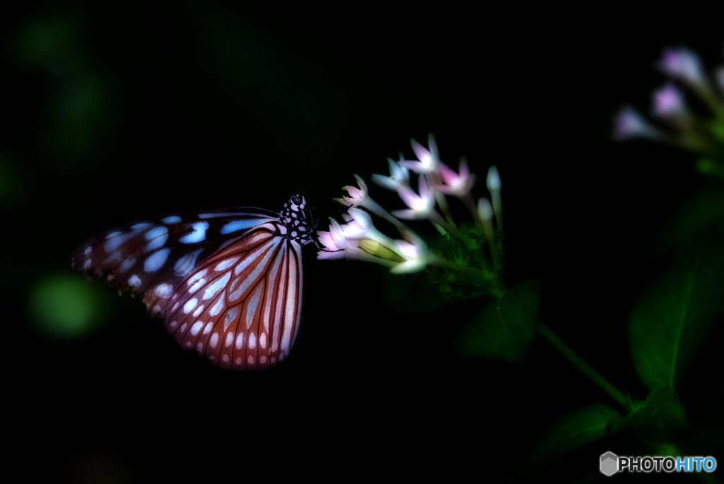 リュウキュウアサギマダラ