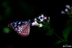 リュウキュウアサギマダラ