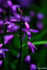 ～紫蘭～
