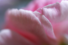 Fluorescent pink
