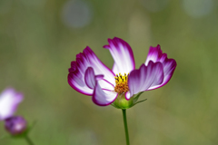 Cosmos