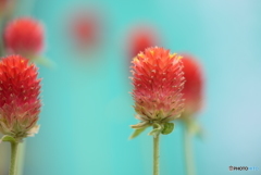 黄花千日紅