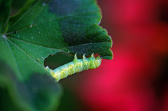 むしゃむしゃと