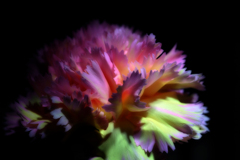 Soft Petals