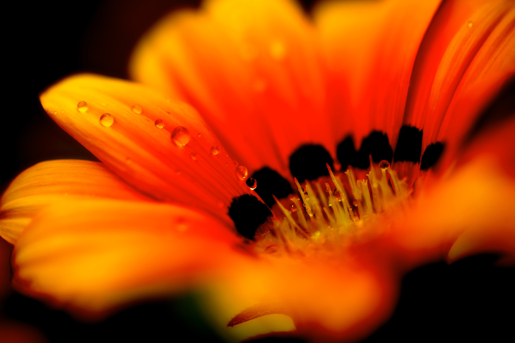 orange yellow
