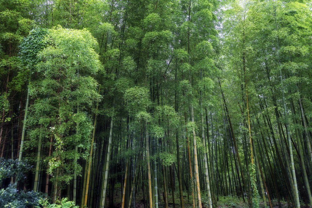 -竹林-