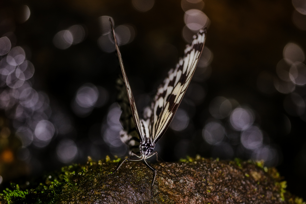 V　オオゴマダラ