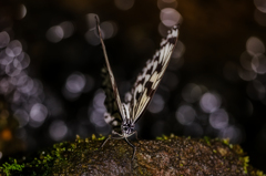 V　オオゴマダラ