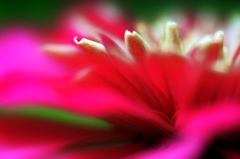 ヒャクニチソウ