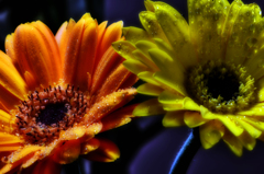 オレンジVSイエロー