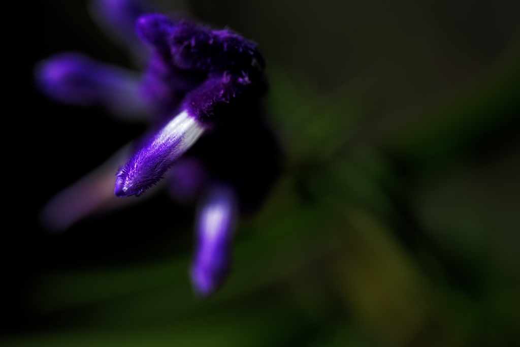 アメジストセージ