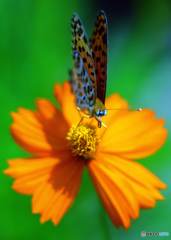 キバナコスモスとツマグロヒョウモン