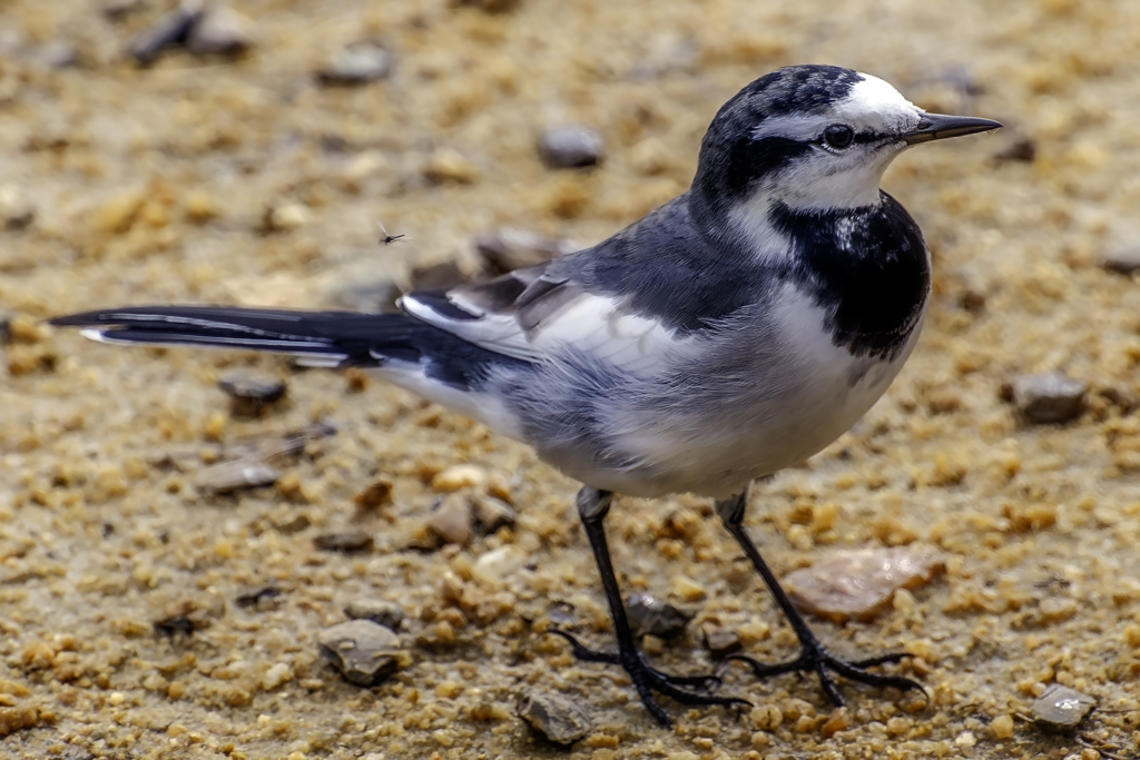 --ハクセキレイ--