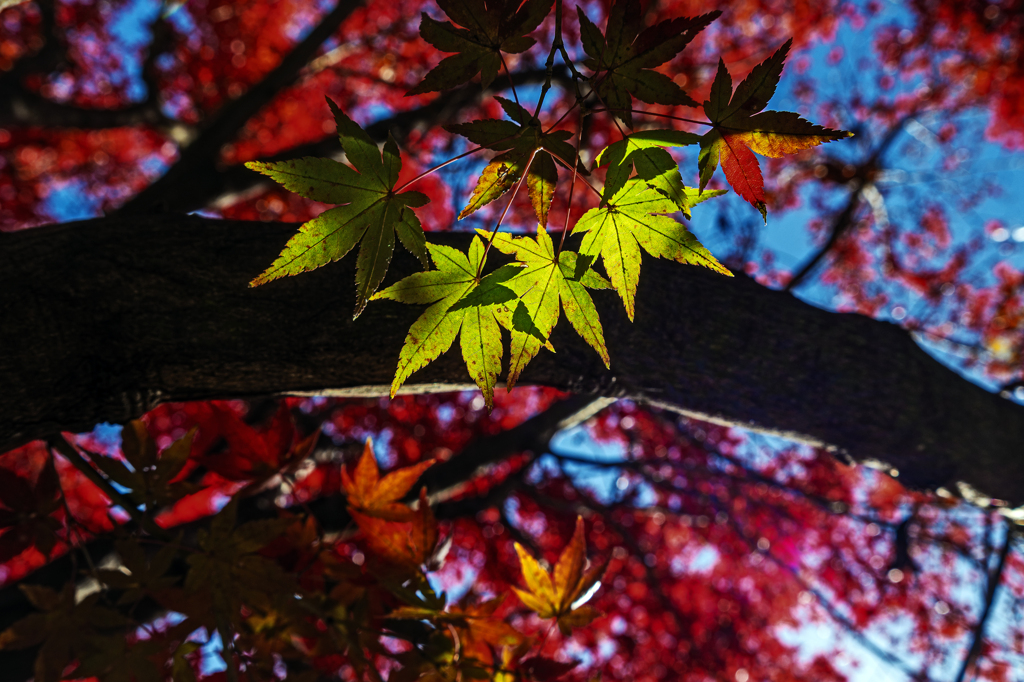 紅葉e