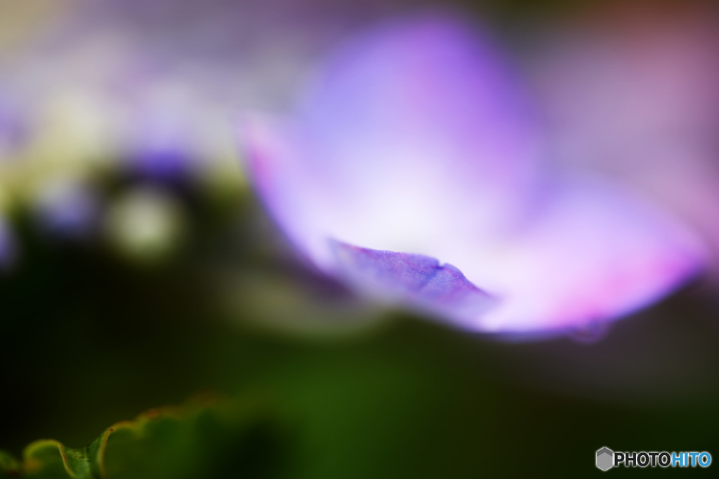 ～ガクアジサイ～