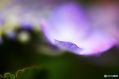 ～ガクアジサイ～