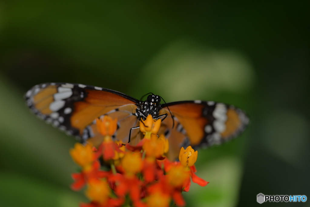 スジグロカバマダラ