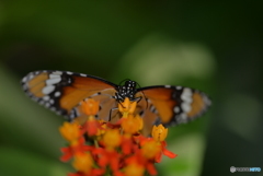 スジグロカバマダラ