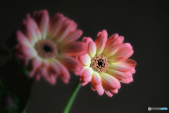 pink&yellow