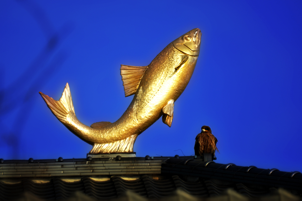 魚と鳶
