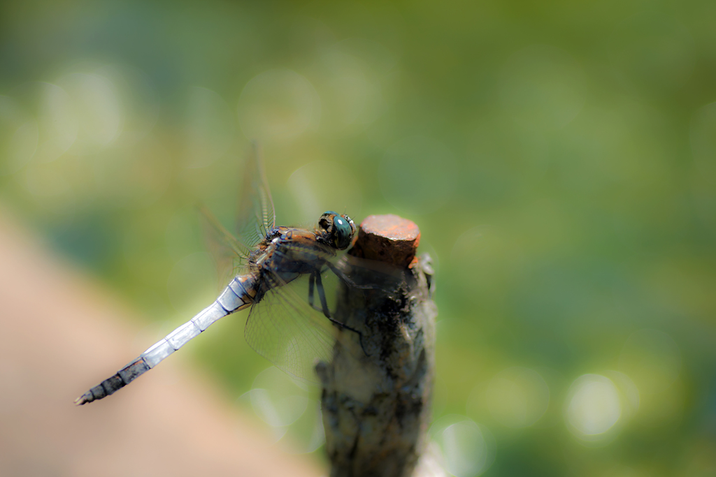 シオカラトンボ