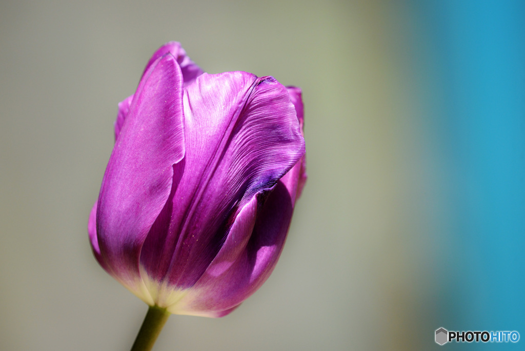 ピンク：ブルー