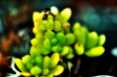 マスカット状サボテン