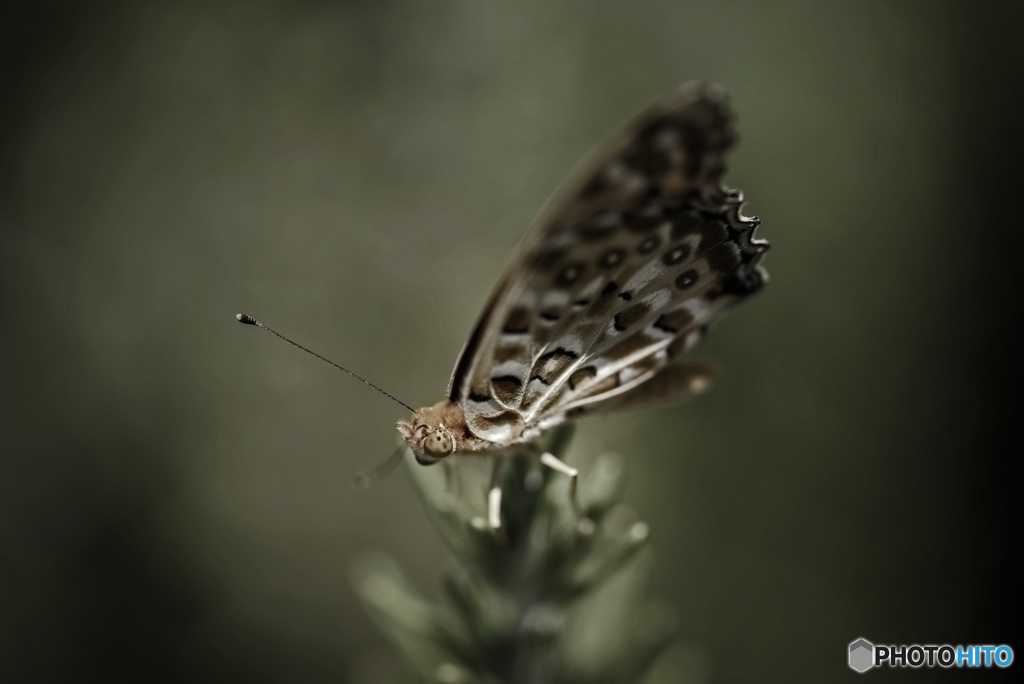 ツマグロヒョウモン