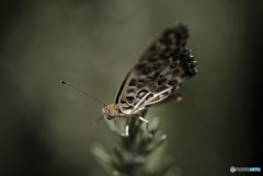 ツマグロヒョウモン