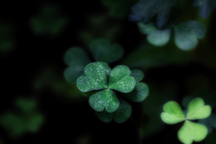 ☘