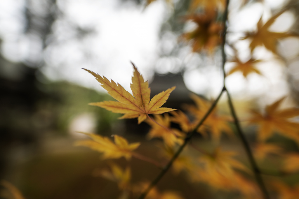 紅葉も終わる