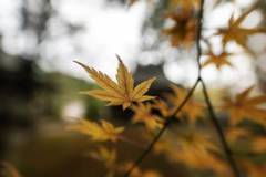紅葉も終わる