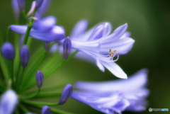 light blue